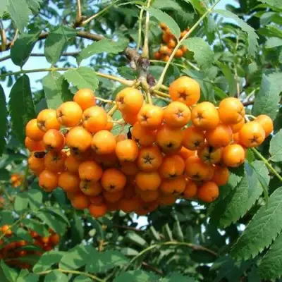 Рябина НЕВЕЖИНСКАЯ ЖЕЛТАЯ сладкоплодная в Минске