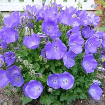 Колокольчик САНТА карпатский в Минске