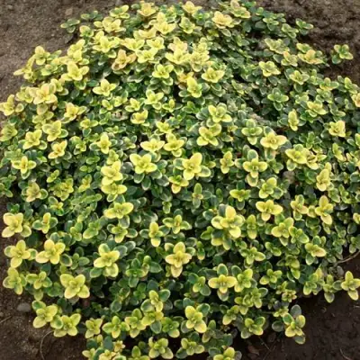 Тимьян ДОННА ВАЛЕЙ лимоннопахнущий в Минске