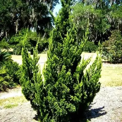 Можжевельник КАЙЗУКА китайский в Минске