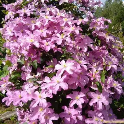 Клематис КОМТЕСС ДЕ БУШО в Минске
