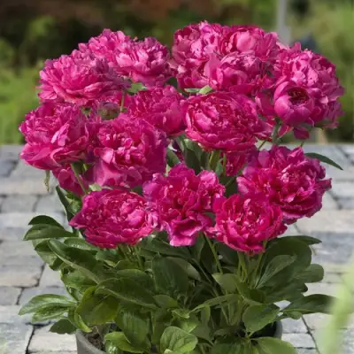 Пион ЛОНДОН травянистый в Минске