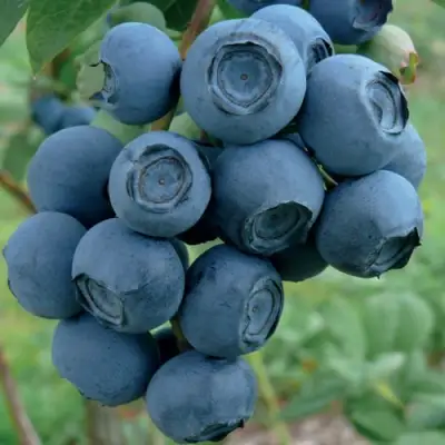 Голубика РУБЕЛ в Минске