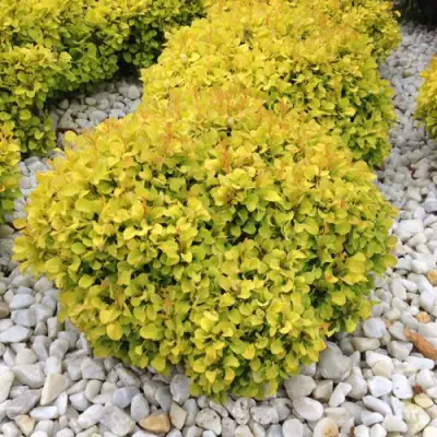 Барбарис БОНАНЗА ГОЛД тунберга в Минске