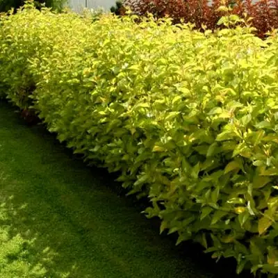 Комплект ДАРТС ГОЛД в Минске