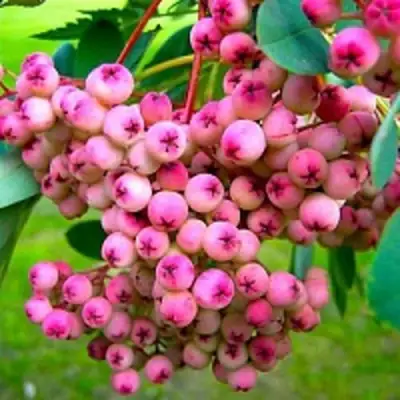 Рябина ПИНК сладкоплодная в Минске