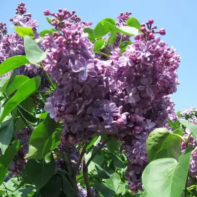 Сирень ВИОЛЕТТА в Минске