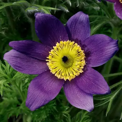 Прострел ПИНВИЛ БЛЮ ШЕЙДЕС в Минске