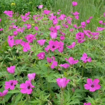 Герань РЕД АДМИРАЛ гибридная в Минске