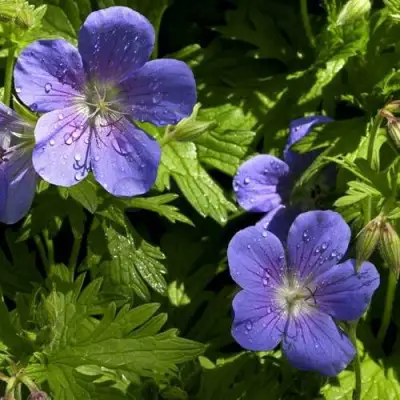 Герань БРУКСАЙД гибридная в Минске