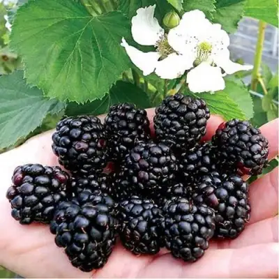 Ежевика РУБЕН ремонтантная  в Минске