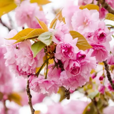 Сакура КАНЗАН в Минске