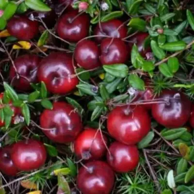 Клюква БЕН ЛИР в Минске