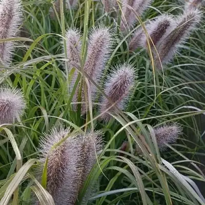 Пеннисетум БЛЭК БЬЮТИ в Минске