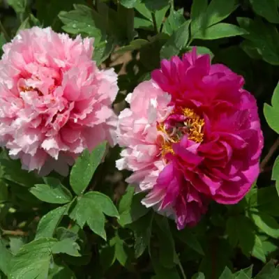 Пион ДВЕ СЕСТРЫ древовидный в Минске