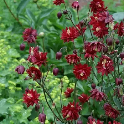 Аквилегия РУБИ ПОРТ обыкновенная в Минске