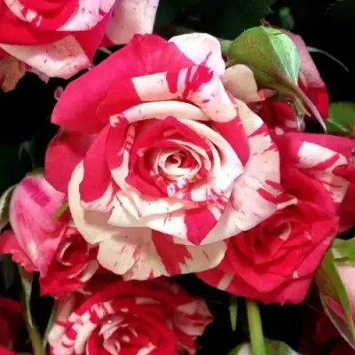 Роза ФАЙЕР ВОРКС миниатюрная в Минске