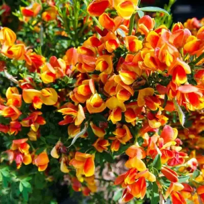 Ракитник АНДРЕАНУС в Минске