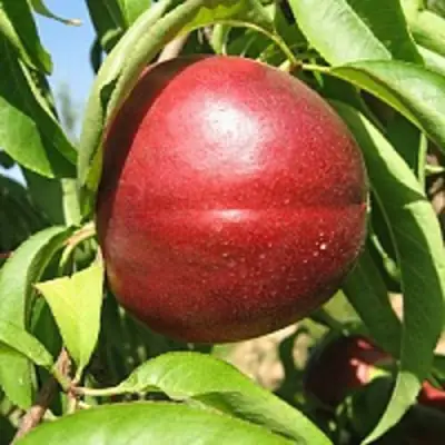 Нектарин ФАНТАЗИЯ в Минске