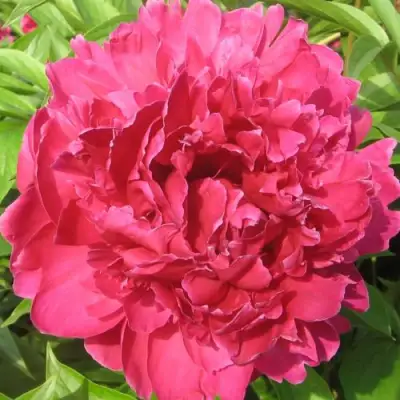 Пион ПУРПУРНЫЙ ФЕНИКС травянистый в Минске