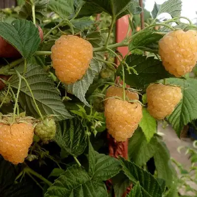 Малина ЗЮГАНА ЗОЛОТАЯ в Минске