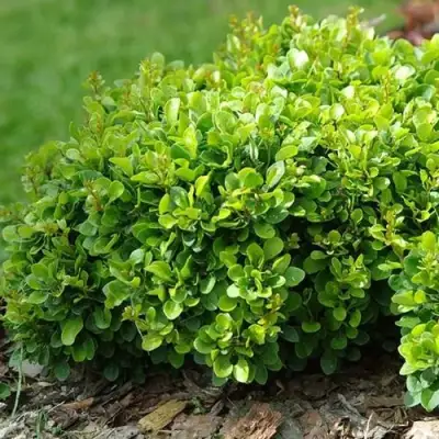 Барбарис КОБОЛЬД тунберга в Минске