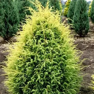 Можжевельник ГОЛД КОН обыкновенный в Минске