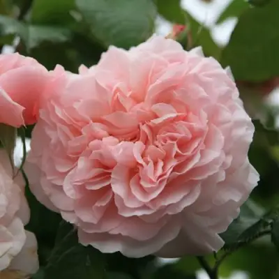 саженцы розы Роз Де Толбиак