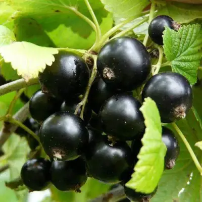 Смородина чёрная ГЕРКУЛЕС в Минске