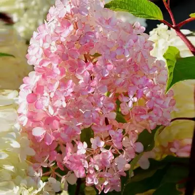 Гортензия ДИАМАНТИНО метельчатая в Минске