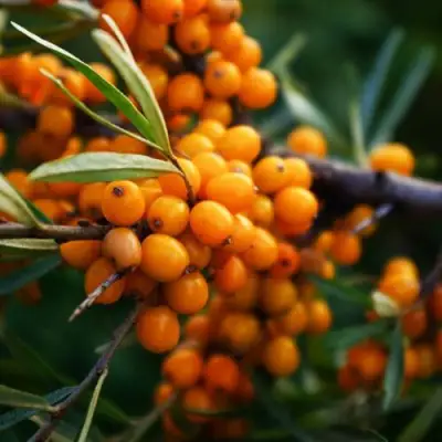 Облепиха МОСКОВСКАЯ ПРОЗРАЧНАЯ в Минске