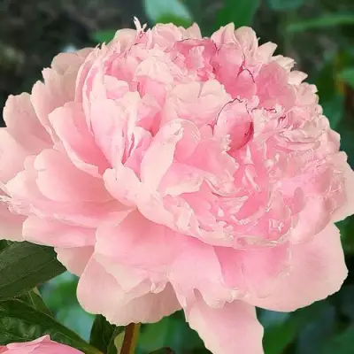 Пион САРА БЕРНАРД травянистый в Минске