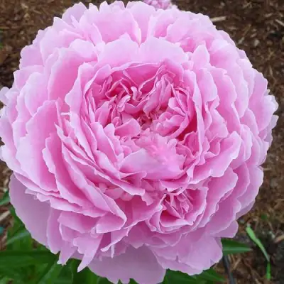 Пион ДЖАКОРМА травянистый в Минске