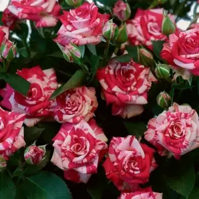 Роза ФАЙЕР ВОРКС миниатюрная в Минске