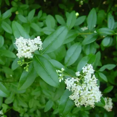 Бирючина обыкновенная АТРОВИРЕНС в Минске