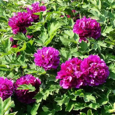 Пион ОРНАМЕНТ древовидный в Минске