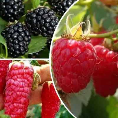 Комплект ЯГОДНЫЙ МИКС в Минске