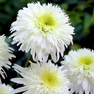 Нивяник ФИОНА ГОГХИЛЛ великолепный в Минске