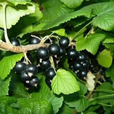 Смородина чёрная ВЕЛОЙ (ЛЕНИНГРАДСКАЯ СЛАДКАЯ) в Минске