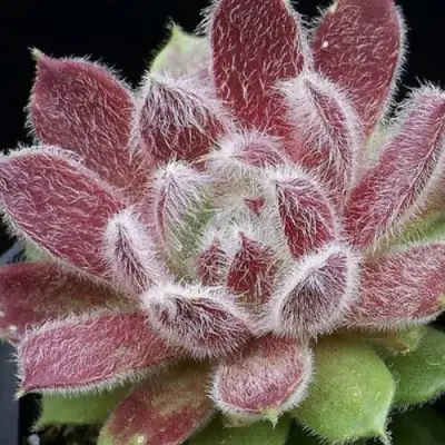 Молодило ТАРАНТУЛА в Минске