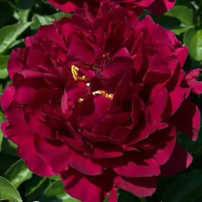 Пион ОЛД ФЕЙТФУЛ травянистый в Минске