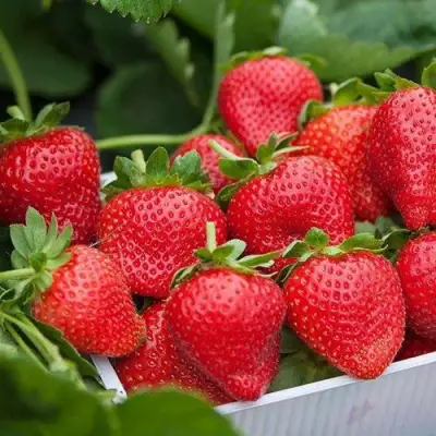 Клубника ЭЛИАНЕ в Минске