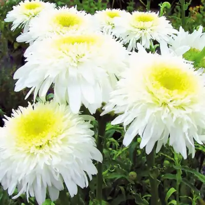 Нивяник ФИОНА ГОГХИЛЛ великолепный в Минске