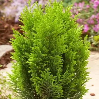 Кипарисовик ЭЛВУДИ ГОЛД лавсона в Минске