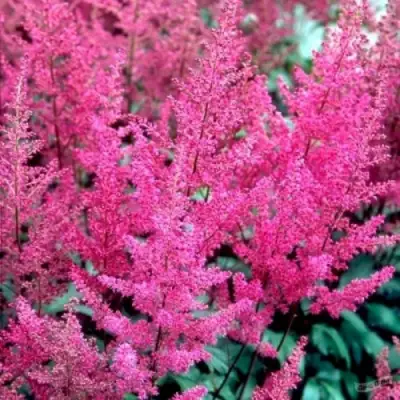 Астильба ЭЛИЗАБЕТ ВАН ВИН японская в Минске