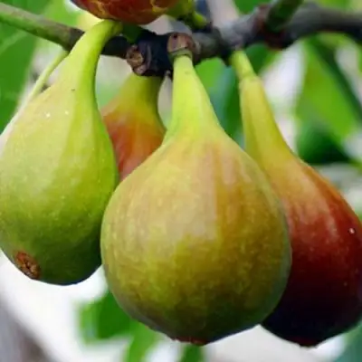 Инжир ДАЛМАТСКИЙ в Минске