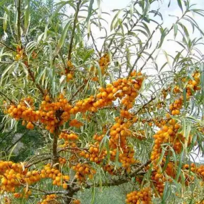 Облепиха ДАР МГУ в Минске