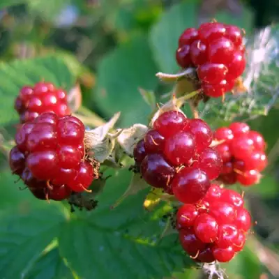 Княженика АСТРА в Минске