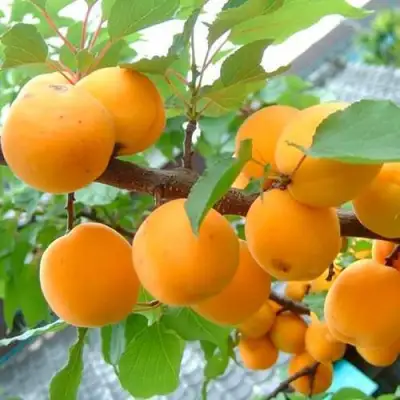 Абрикос ОРИГИНАЛ в Минске