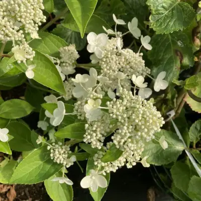 Гортензия ПРИМ ВАЙТ метельчатая в Минске